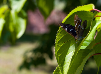 Brązowy motyl odpoczywający na liściu 2025