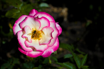 R&oacute;ża ogrodowa i pszcz&oacute;łka 2025