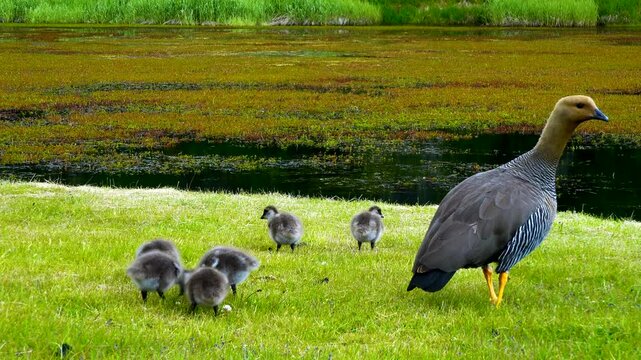 Female Upland Goose, also known as Caiquen, (Chloephaga picta) walking with baby chicks (goslings) on green grass near a wetland in Chilean Patagonia, South America. Wild birds in their natural habita