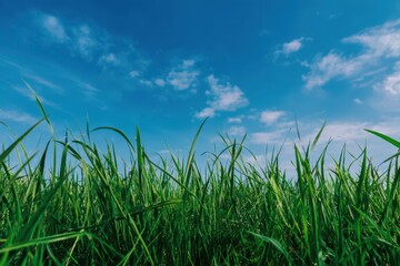 Obraz premium Vibrant Green Field Beneath a Bright Blue Sky: A Lush Spring Landscape