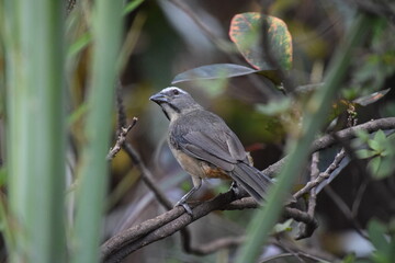 saltator coerulescens perched on croton branch
