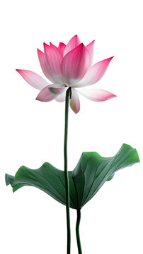 Pink lotus with green leaves, isolated on white or transparent background