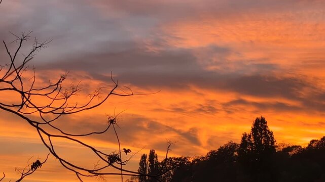 Coucher de soleil flamboyant &agrave; couper le souffle, avec un ciel jaune-orange-rouge derri&egrave;re les silhouettes des arbres.