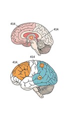 Human brain anatomy medical diagram illustration for education and study of brain functions and structure