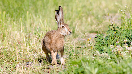 Naklejka premium rabbit in the grass