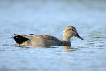 Swimming gadwall, Mareca strepera, male duck, portrait
