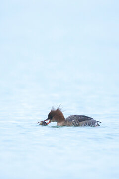 Red-breasted Merganser, Mergus serrator, swimming