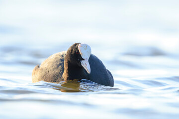 Eurasian Coot Fulica atra waterfowl swimming closeup