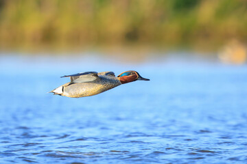 Swimming male eurasian teal, anas crecca, duck portrait