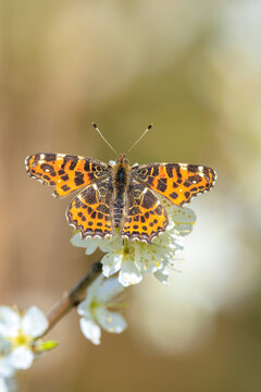 The map butterfly, araschnia levana, close-up portrait