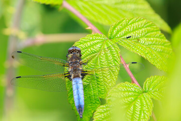 Scarce chaser blue colored male, Libellula fulva, resting on vegetation