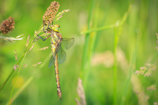 Green-eyed hawker Aeshna isoceles resting - Powered by Adobe
