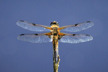 Close-up of a four-spotted chaser Libellula quadrimaculata dragonfly