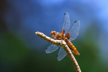 Libellula depressa, the broad-bodied chaser or broad-bodied darter female