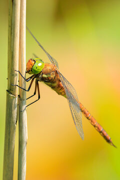 Green-eyed hawker Aeshna isoceles resting in sunlight