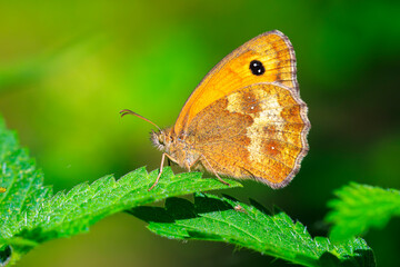 Gatekeeper butterfly, Pyronia tithonus, resting © Sander Meertins