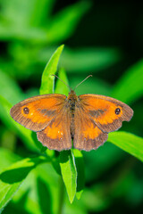 Gatekeeper butterfly, Pyronia tithonus, resting