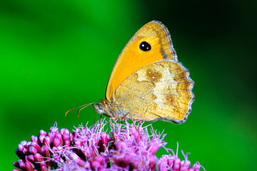 Gatekeeper butterfly, Pyronia tithonus, resting © Sander Meertins