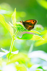 Gatekeeper butterfly, Pyronia tithonus, resting