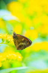 Gatekeeper butterfly, Pyronia tithonus, resting