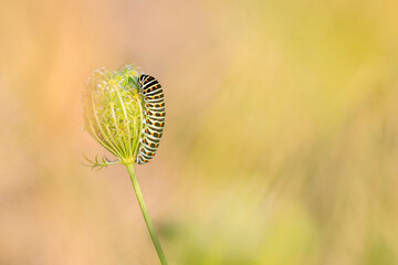 Caterpillar of a Old World swallowtail also common yellow swallowtail butterfly, Papilio machaon, feeding