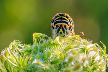 Caterpillar of a Old World swallowtail also common yellow swallowtail butterfly, Papilio machaon, feeding