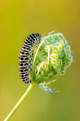 Caterpillar of a Old World swallowtail also common yellow swallowtail butterfly, Papilio machaon, feeding