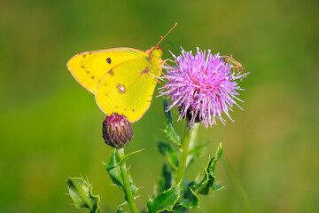 Clouded yellow butterfly, Colias croceus, feeding nectar