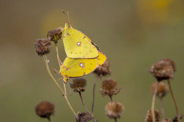 Clouded yellow butterfly, Colias croceus, mating