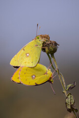 Clouded yellow butterfly, Colias croceus, mating