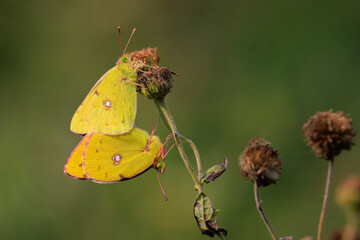 Clouded yellow butterfly, Colias croceus, mating