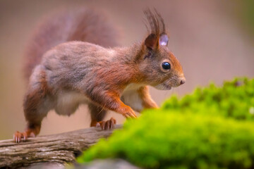 Eurasian red squirrel, Sciurus vulgaris, in a forest