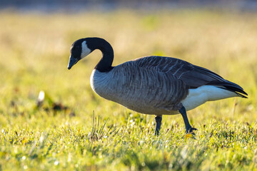 Canadian goose Branta canadensis in a meadow