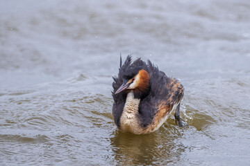 Closeup of a Great crested grebe Podiceps cristatus waterfowl