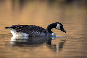 Canadian goose, Branta canadensis, washing
