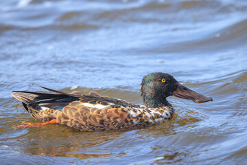 Closeup of a northern shoveler male duck, anas clypeata, swimming on clear blue water