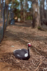 Swan bird black forest ground wildlife nature resting beak red sitting on leaf litter near fence, solitary waterfowl portrait in woodland, calm animal conservation and habitat detail.