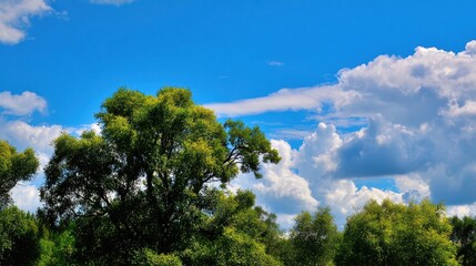 Obraz premium Lush Green Trees Under a Bright Blue Sky with Fluffy Clouds: A Summer Landscape