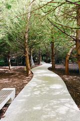 Path, walkway, trees, park: Curved gravel pathway through a shaded park with tall trees, dappled sunlight and a wooden bench at edge, peaceful green outdoor scene.