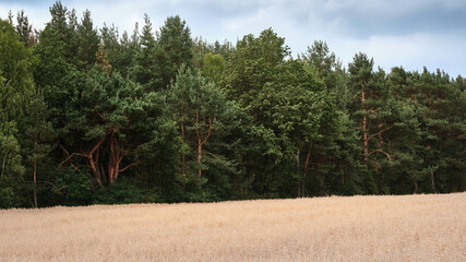 Golden grain field in front of a green forest under soft cloudy sky, calm rural landscape and...