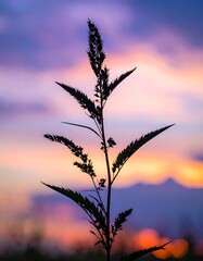 Silhouette plant sunset