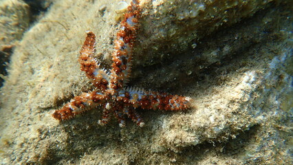 Blue spiny starfish or white starfish (Coscinasterias tenuispina) undersea, Ligurian Sea, Italy, Imperia