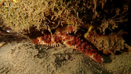 Blue spiny starfish or white starfish (Coscinasterias tenuispina) undersea, Ligurian Sea, Italy, Imperia