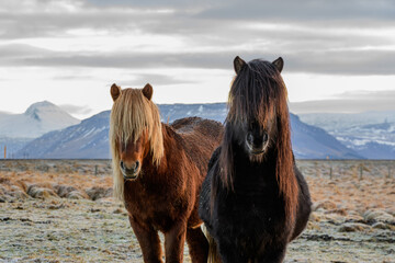 Portrait of icelandic original horses at dawn, Iceland