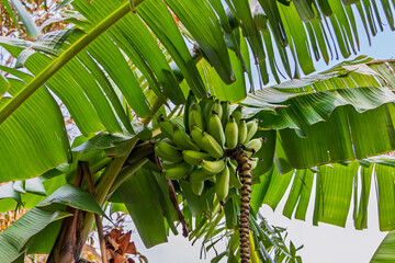 Close-up view of a banana tree with a large cluster of unripe green bananas surrounded by wide tropical leaves