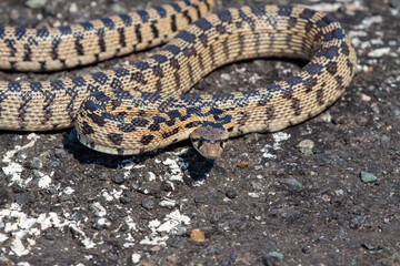 A gopher snake on asphalt looking at the camera. 