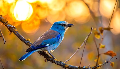 Vibrant bird perched at sunset