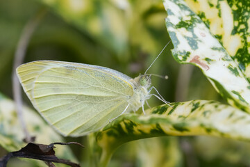 Closeup on a European green veined white butterfly, Pieris napi with closed wings