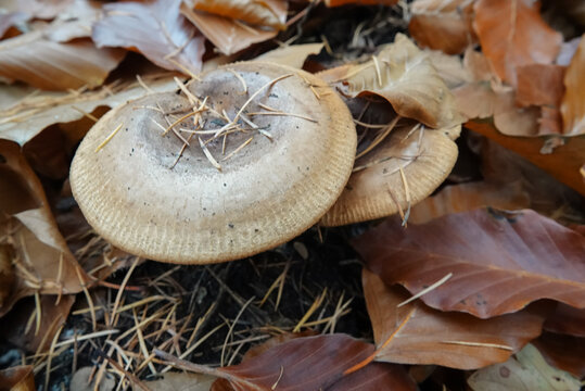 Closeup on the large brown roll-rim or the common roll-rim mushroom Paxillus involutus