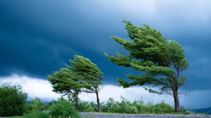 Wind-swept trees stand resilient against dark storm clouds, showcasing nature's power and beauty in a dramatic landscape filled with lush greenery and moody skies